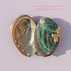 Abalone Shell Conch Shell Aquarium Decoration