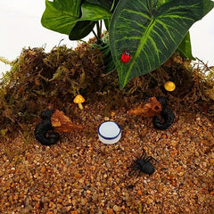 2pcs Spider Micro Water Bowls Mini Ceramic Dish For Spider Tarantula Millipede