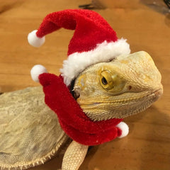 2pcs Small Pet Christmas Set Hat and Scarf Reptile Decorations