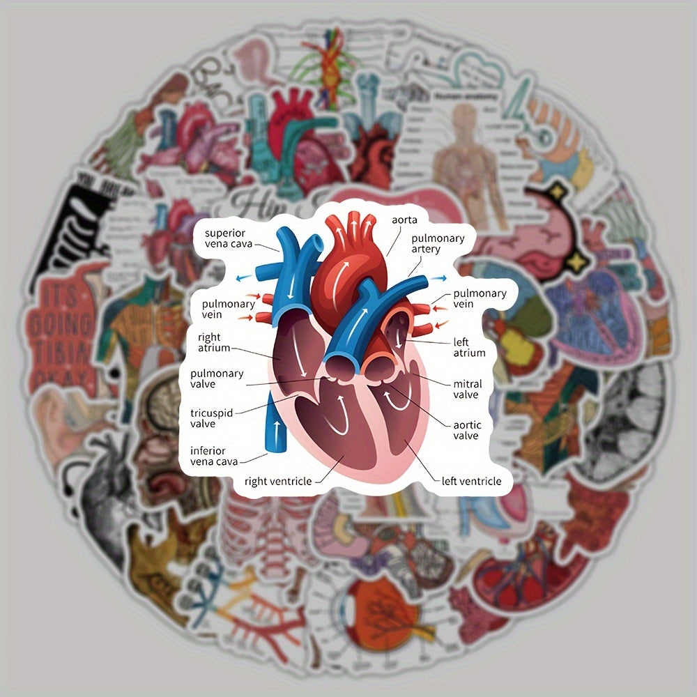 50 100 Pack Human Anatomy Medical Decals Self Adhesive PVC Wall Safe Decor