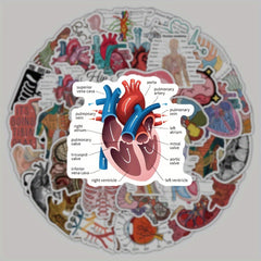 50 100 Pack Human Anatomy Medical Decals Self Adhesive PVC Wall Safe Decor