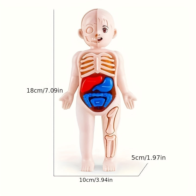Human Body Anatomy Model Kit Educational Science Toy
