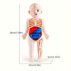 Human Body Anatomy Model Kit Educational Science Toy