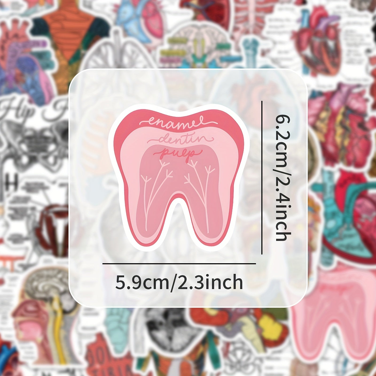 50 100 Pack Human Anatomy Medical Decals Self Adhesive PVC Wall Safe Decor