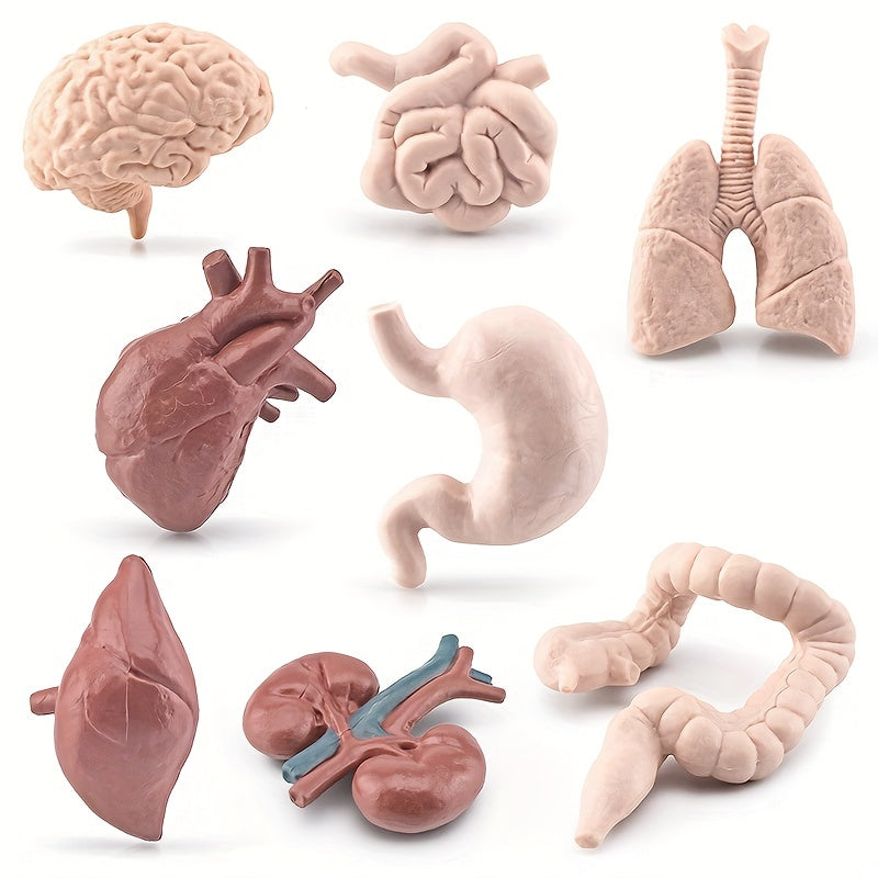 8pcs Human Organ Models Anatomical Figures Brain Heart Lung Liver Stomach Intest