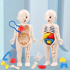 Human Body Anatomy Model Kit Educational Science Toy