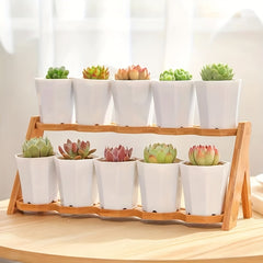10pcs Octagonal Planter for Succulents & Cacti Growth