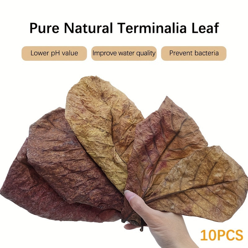 Water Improving Terminalia and Lagoon Leaves