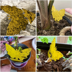 15pcs Fruit Fly Trap Sticky Plant Yellow Trap