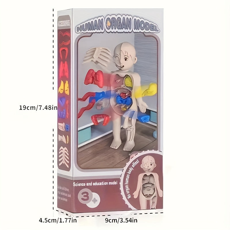 Human Body Anatomy Model Kit Educational Science Toy