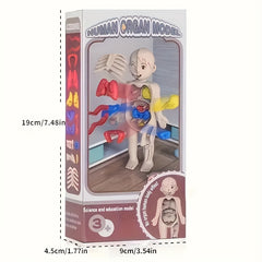 Human Body Anatomy Model Kit Educational Science Toy