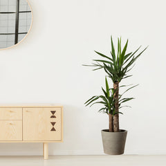 Green Plant Potted Stickers for Home Decor Self Adhesive Wall Decals
