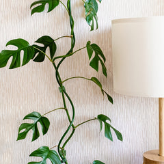 10pcs Garden Wall Plant Climber Vine Support Clips Self Adhesive