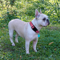 Reflective Nylon Dog Collar with Adjustable Buckle for Small, Medium, Large Dogs