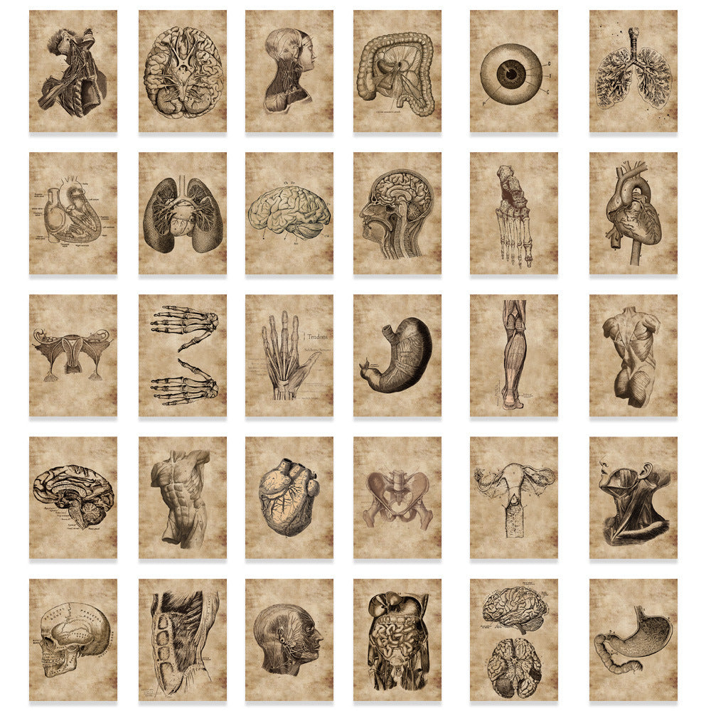 56pc Anatomy & Physiology Body Stickers for DIY Skateboard Guitar