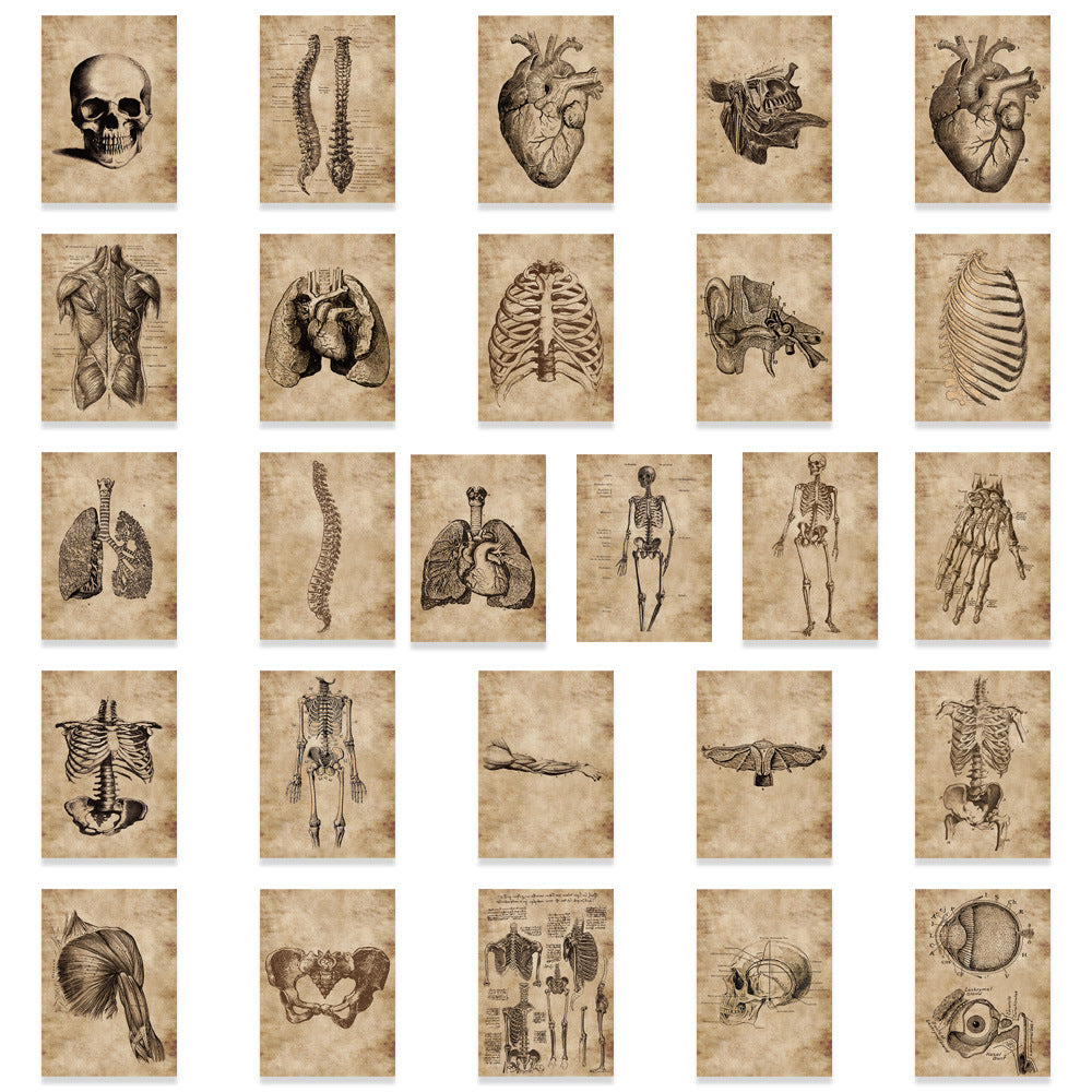 56pc Anatomy & Physiology Body Stickers for DIY Skateboard Guitar