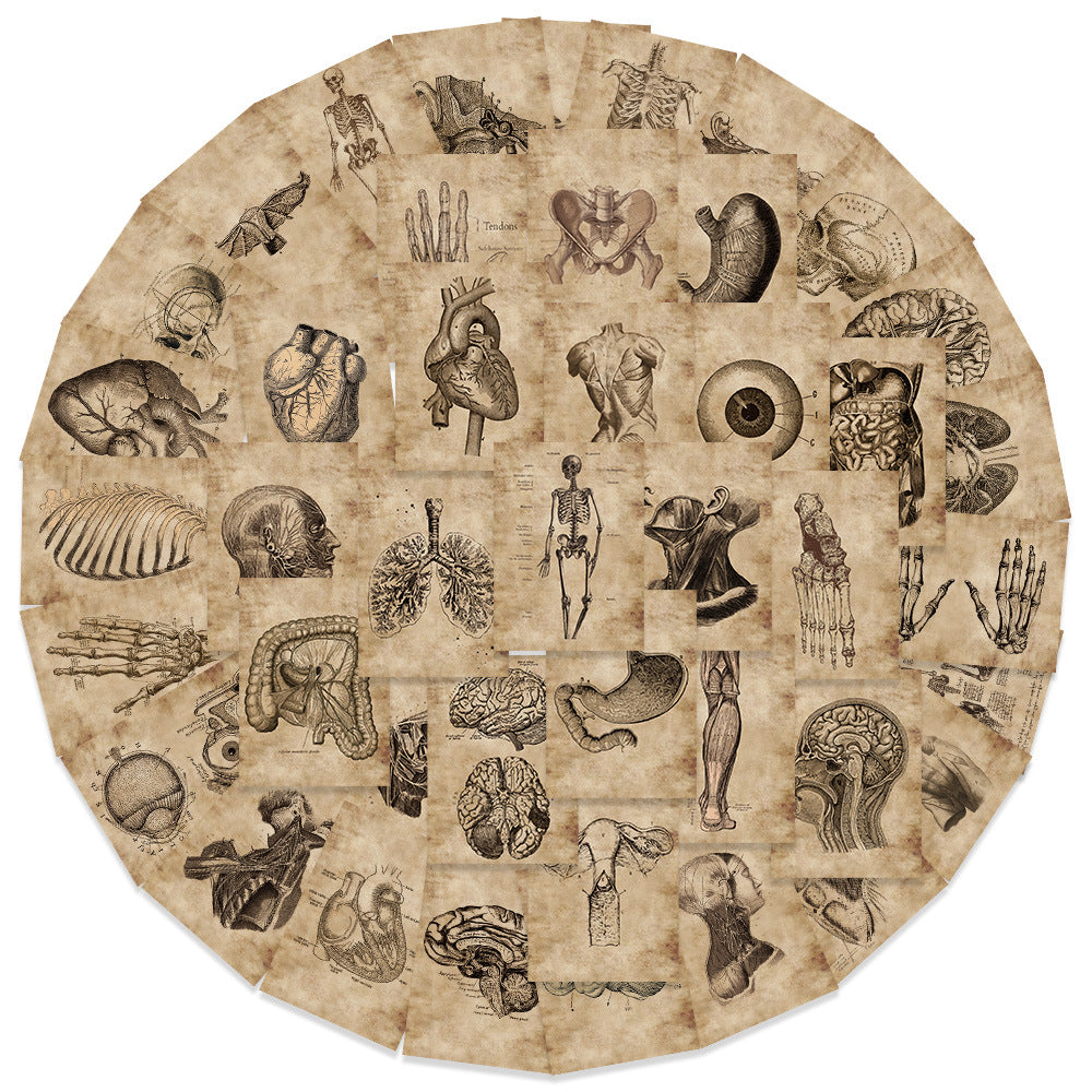 56pc Anatomy & Physiology Body Stickers for DIY Skateboard Guitar