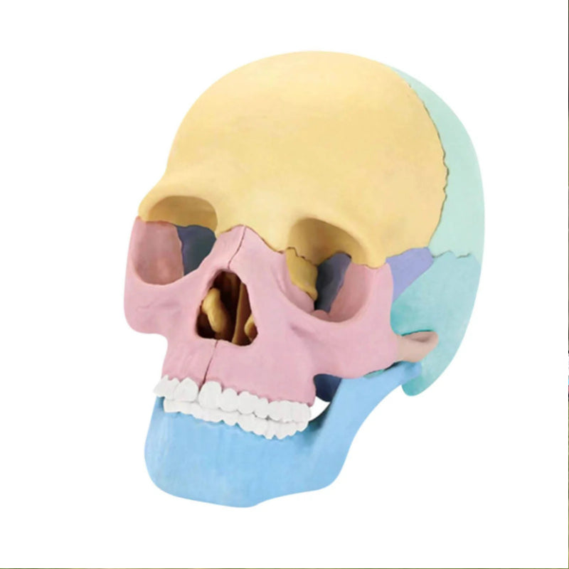Didactic Colored Power Dental Human Medical Anatomical Adults Skull Model