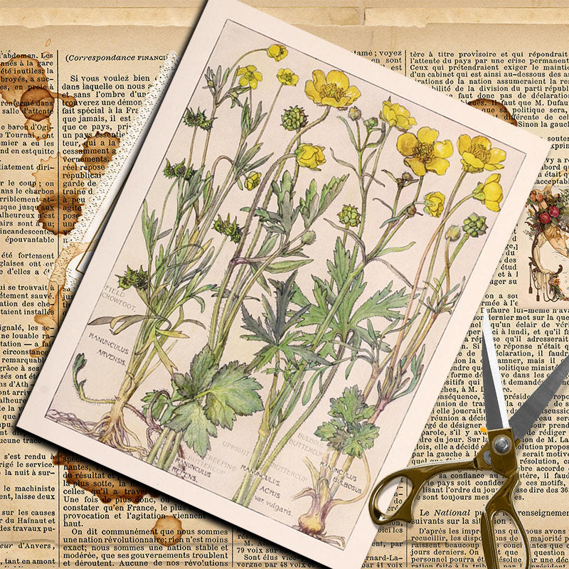 20pcs Large Size Wildflowers Paper Retro Insect Journal Background DIY Gift