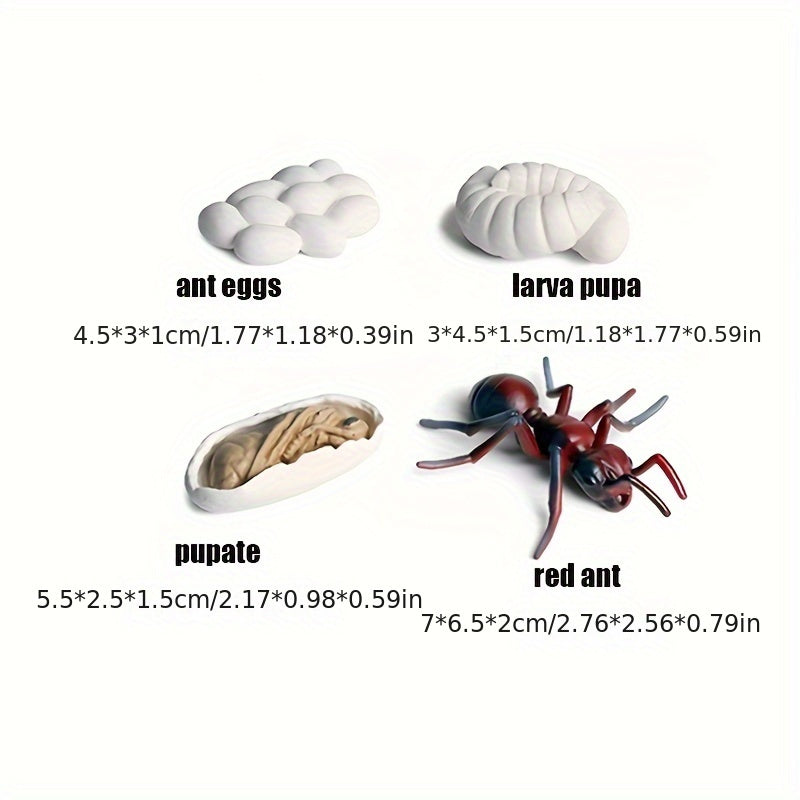 Educational Ant Growth Cycle Kit for Kids, PVC Material, Colors Vary