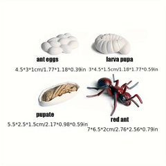 Educational Ant Growth Cycle Kit for Kids, PVC Material, Colors Vary