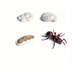 Educational Ant Growth Cycle Kit for Kids, PVC Material, Colors Vary