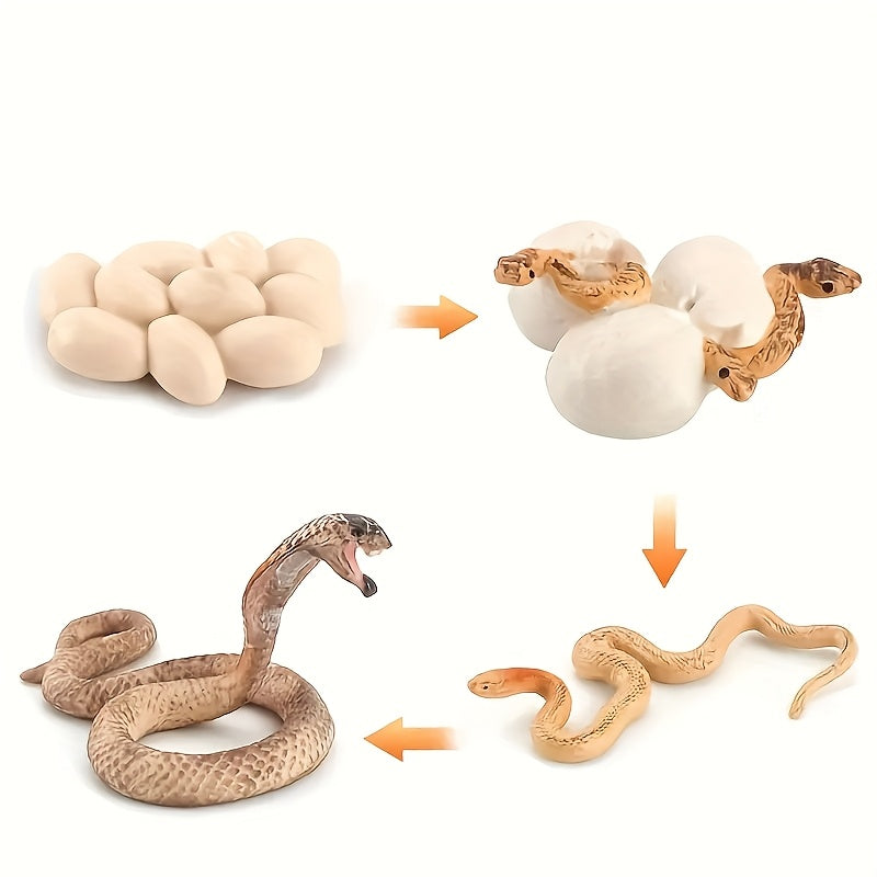 Snake Growth Cycle Sensory Toy with Habitat