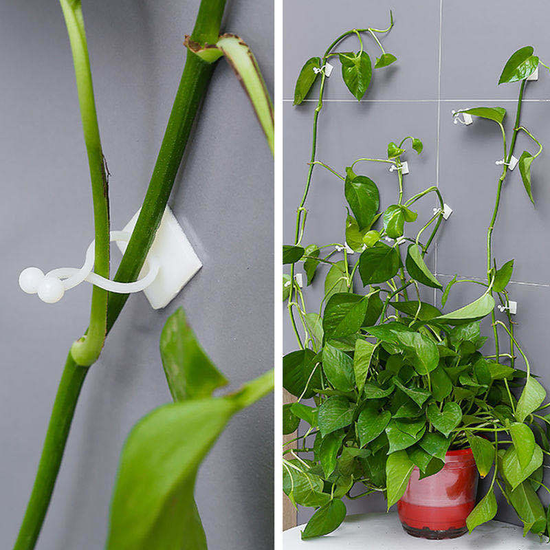 10pcs Plant Climbing Wall Rack 3 in 1 Plant Hanging Rack