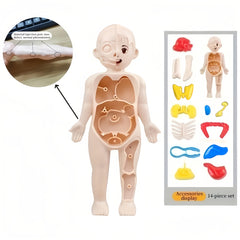 Human Body Anatomy Model Kit Educational Science Toy