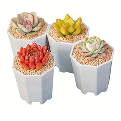 10pcs Octagonal Planter for Succulents & Cacti Growth