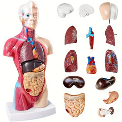 Durable PVC Anatomical Organ Model for Medical Students Educational Study