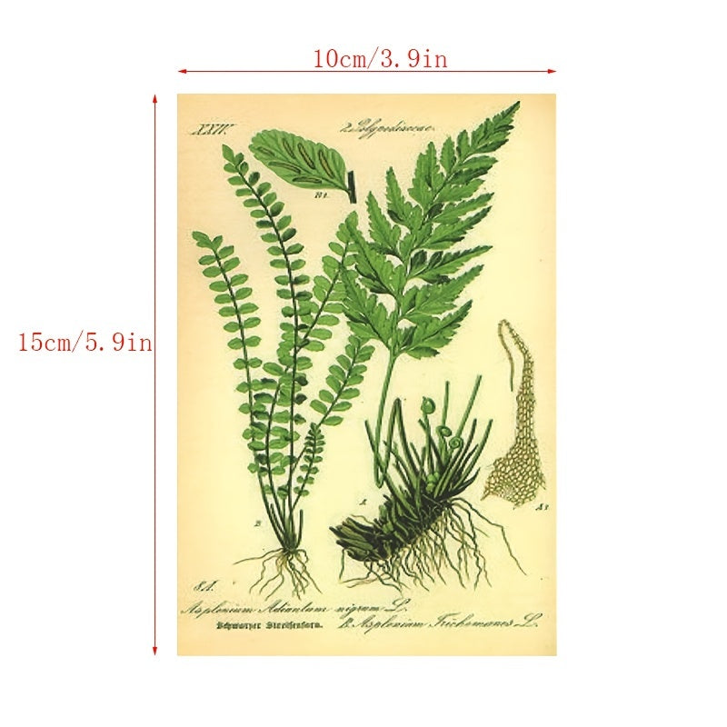 30pcs Bio Postcards Botanical Wall Stickers Room Decoration Cards 9 14