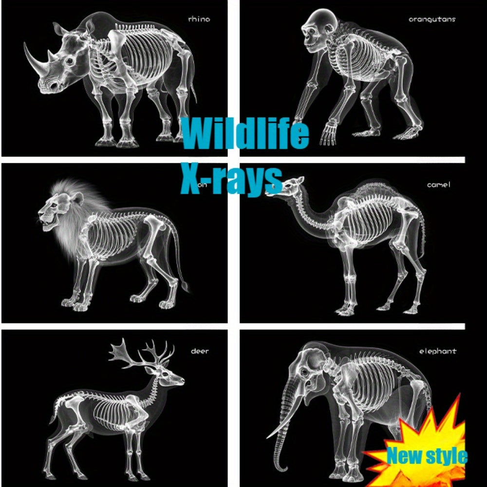 X-Ray Film Set for Human and Animal Science Study