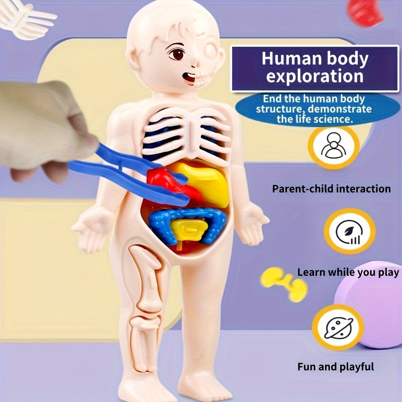 Human Body Anatomy Model Kit Educational Science Toy