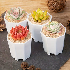 10pcs Octagonal Planter for Succulents & Cacti Growth