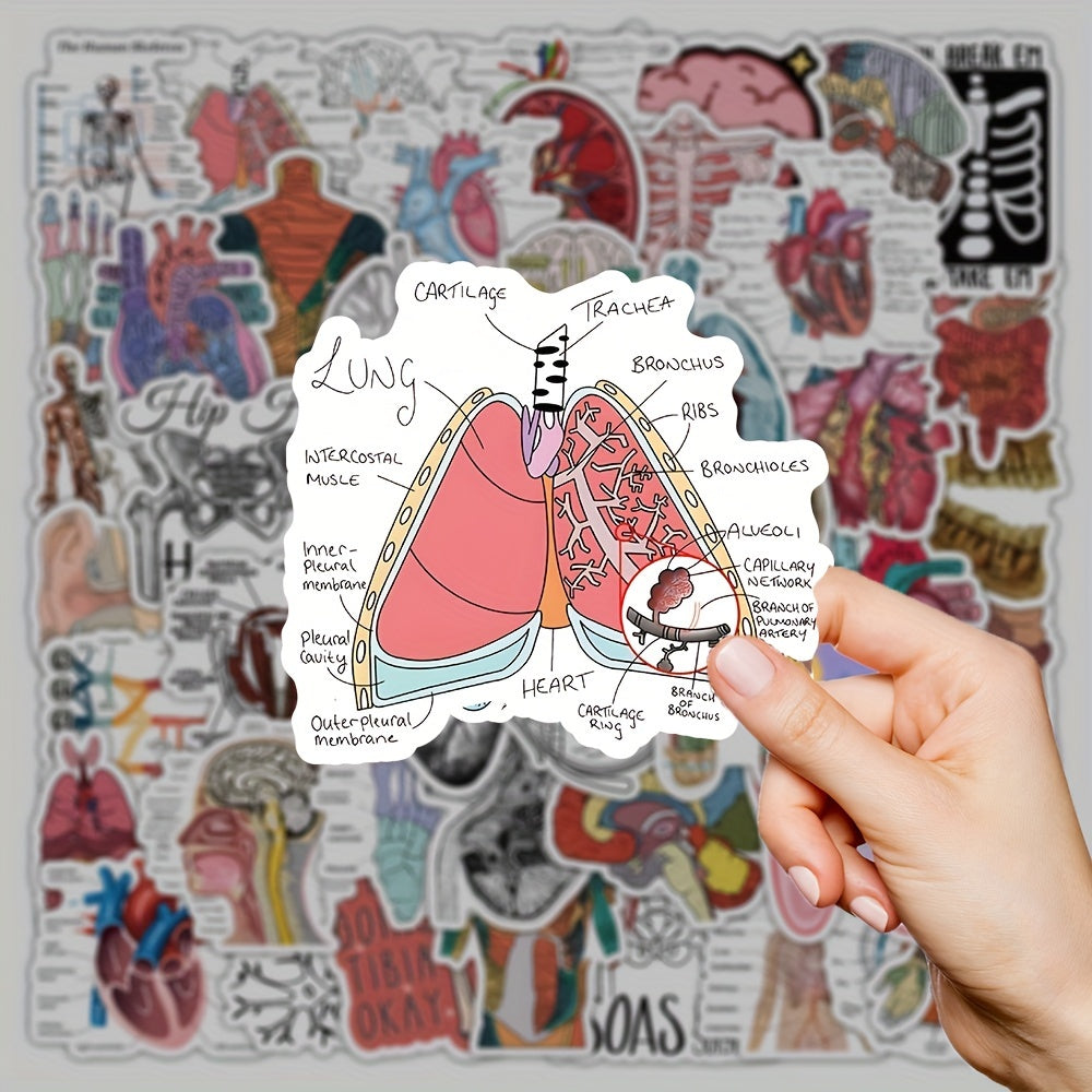 50 100 Pack Human Anatomy Medical Decals Self Adhesive PVC Wall Safe Decor