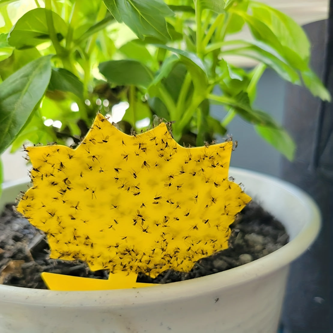 5pcs Fruit Fly Sticky Trap Indoor Outdoor Fungus Gnat Killer