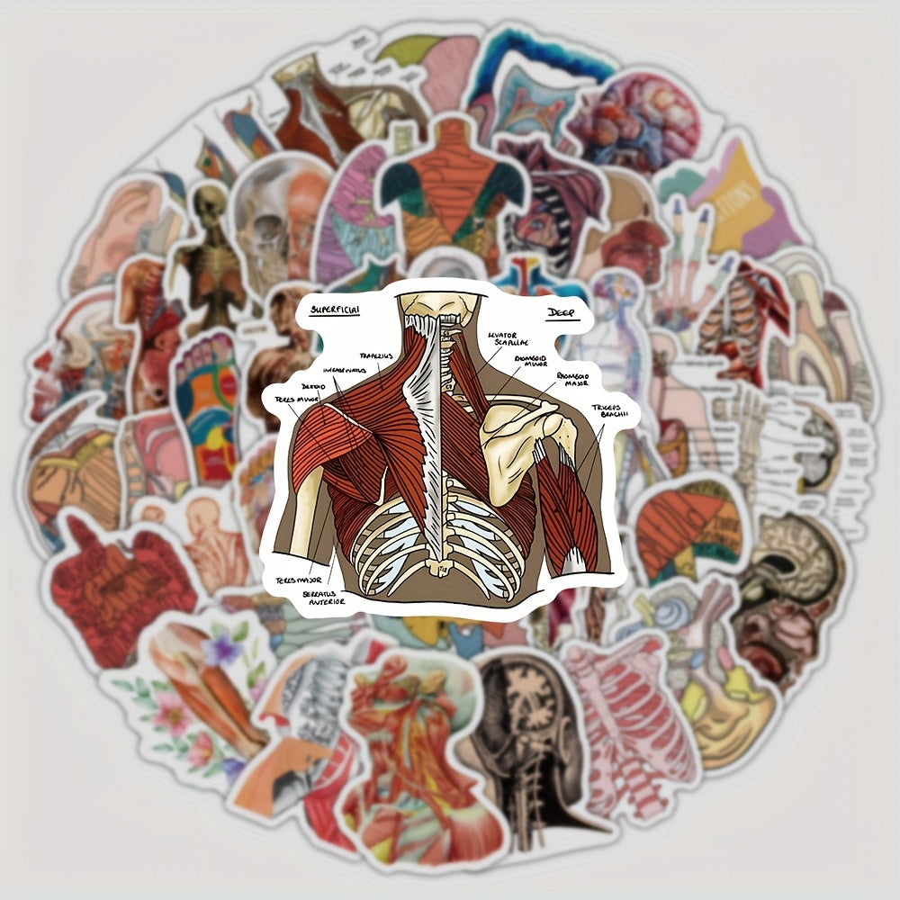 50 100 Pack Human Anatomy Medical Decals Self Adhesive PVC Wall Safe Decor