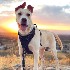 Adjustable No Pull Dog Harness with Padded Vest - Comfortable Walking Experience