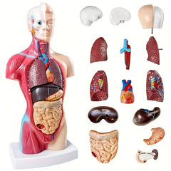 Durable PVC Anatomical Organ Model for Medical Students Educational Study