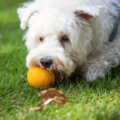 Squeaky Rubber Ball Dog Toy for All Sizes of Dogs