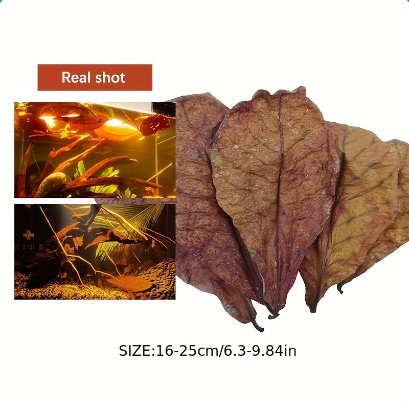Water Improving Terminalia and Lagoon Leaves
