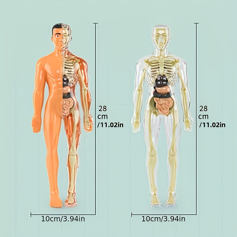 30pcs Human Anatomy Model Set Educational Science Tool Detachable Skeletons