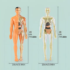 30pcs Human Anatomy Model Set Educational Science Tool Detachable Skeletons
