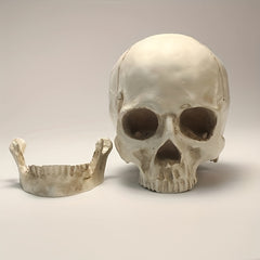 1pc Resin Skull Model Creative Halloween Ornaments