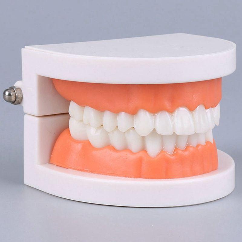 Adult Standard Teeth Model for Dental Teaching