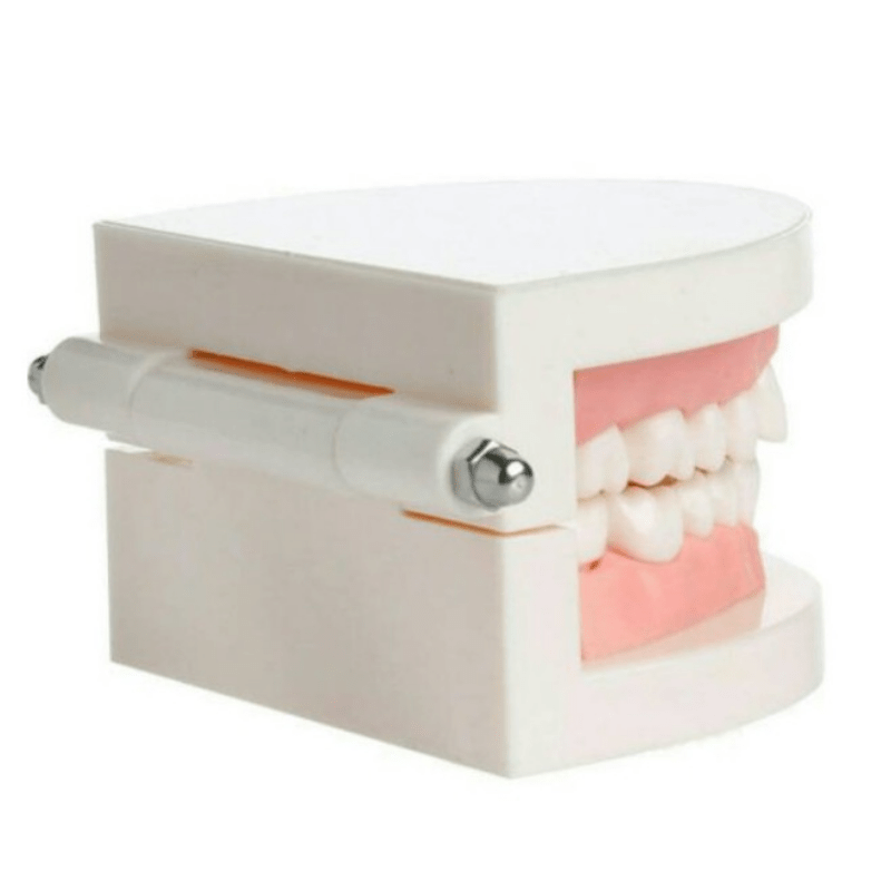 Adult Standard Teeth Model for Dental Teaching