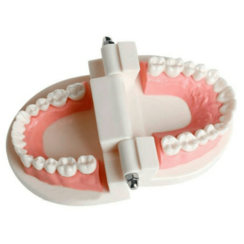 Adult Standard Teeth Model for Dental Teaching