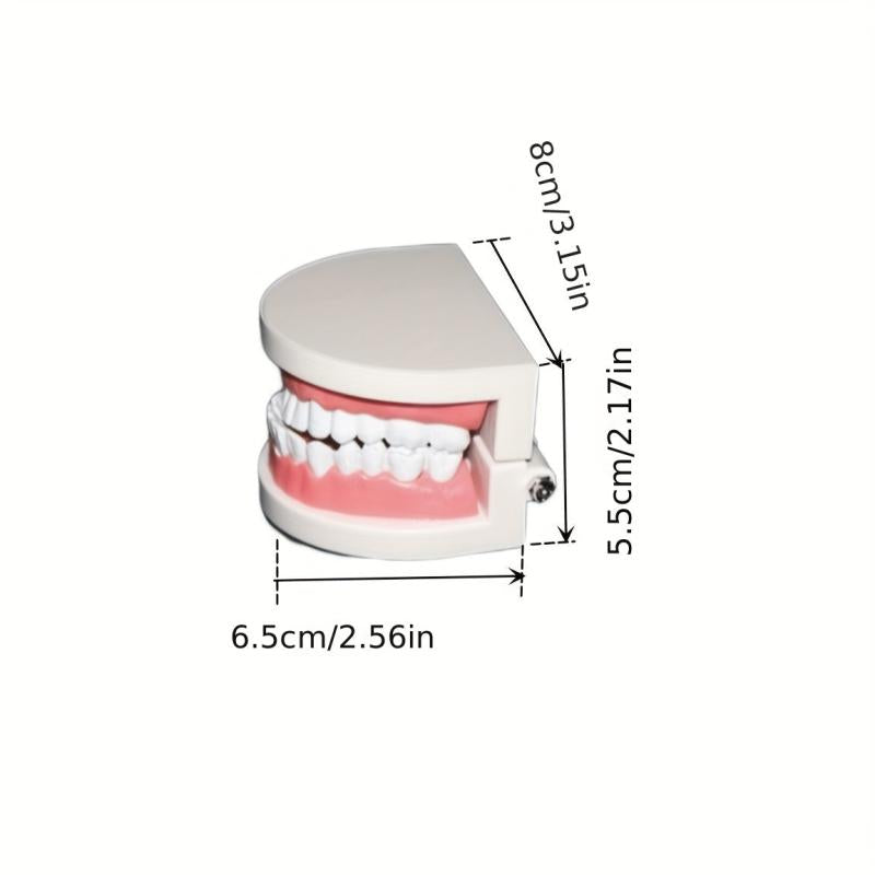Adult Standard Teeth Model for Dental Teaching