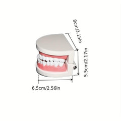 Adult Standard Teeth Model for Dental Teaching